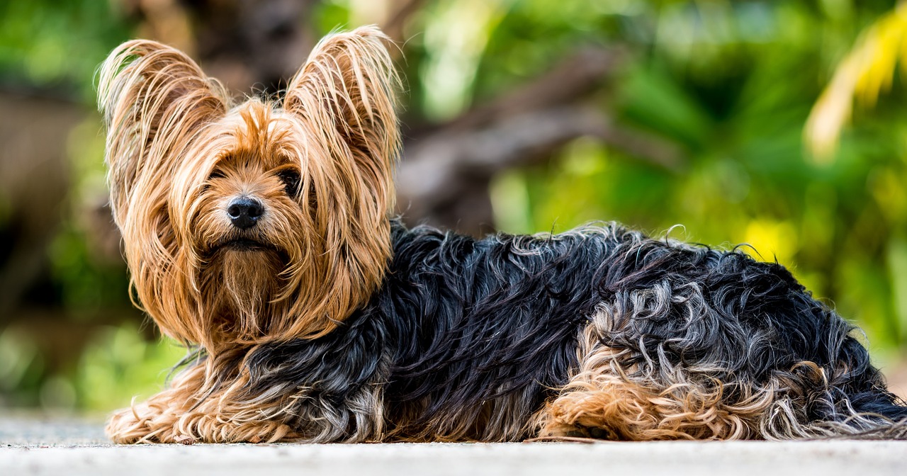 Yorkie puppy looking at the camera