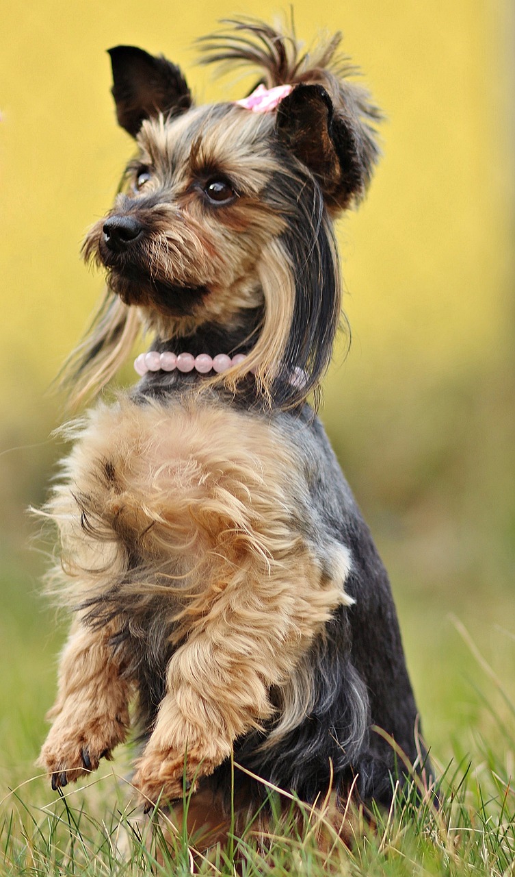 Yorkshire Terrier sitting indoors