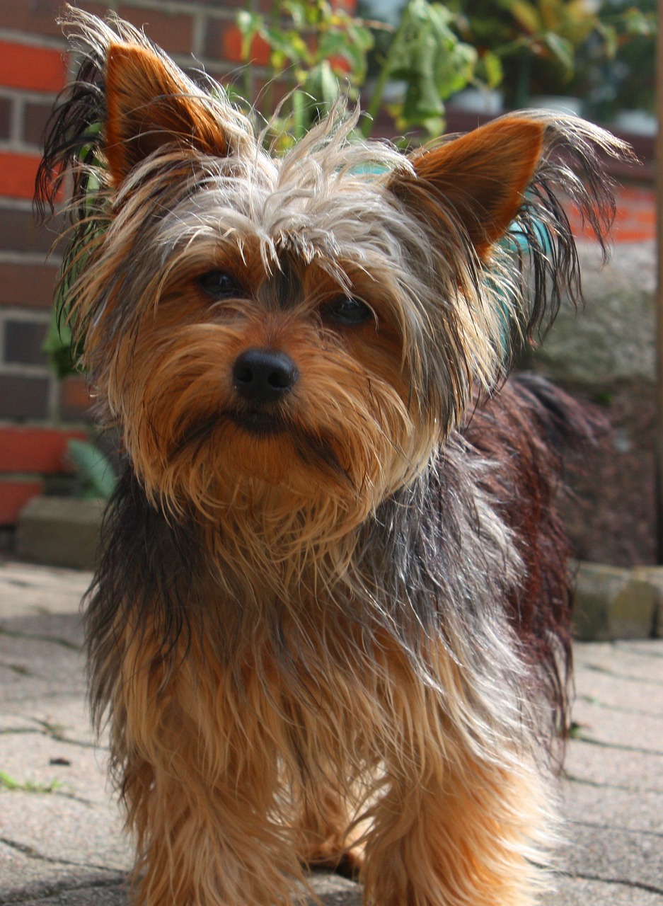 Yorkie relaxing on a blanket